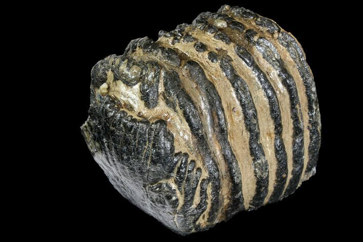 Partial Southern Mammoth Molar - Hungary #149852